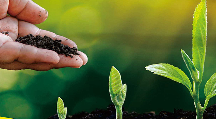 如何為冬春棚菜施肥？